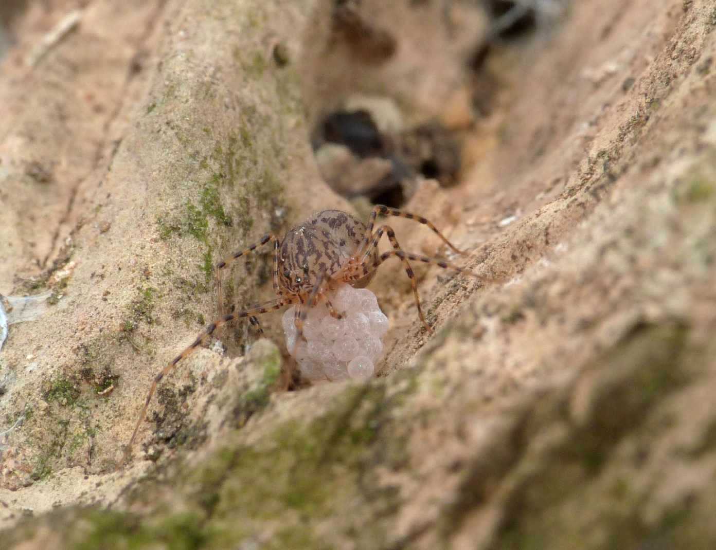 Scytodes thoracica con uova -  Tolfa (RM)